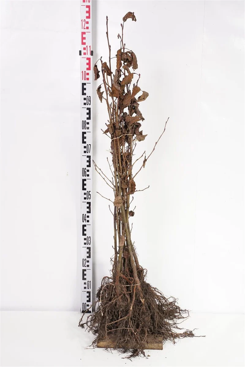 Alnus glutinosa (Klibbal) 1+1 60-100 cm
