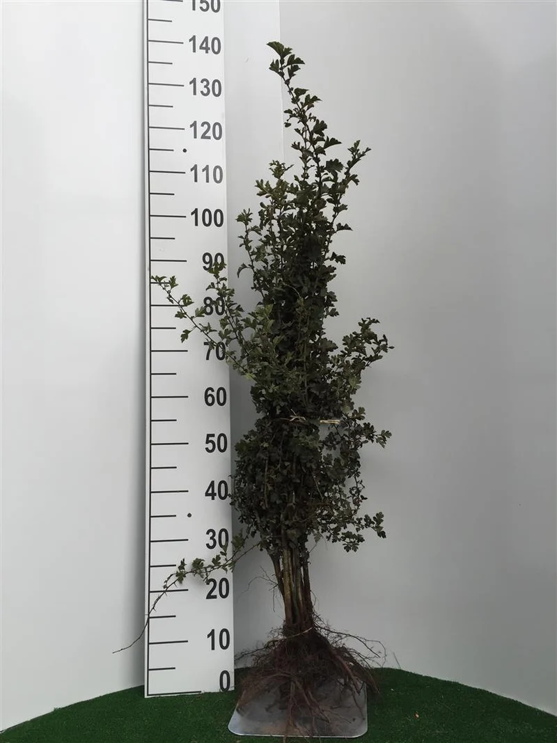 Crataegus monogyna 1+2 80-100 cm