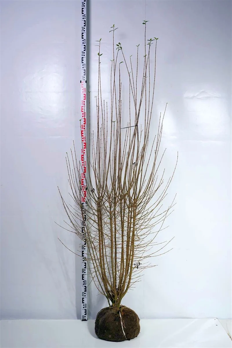 Ligustrum vulg. 'Atrovirens' 175-200 cm rotklump