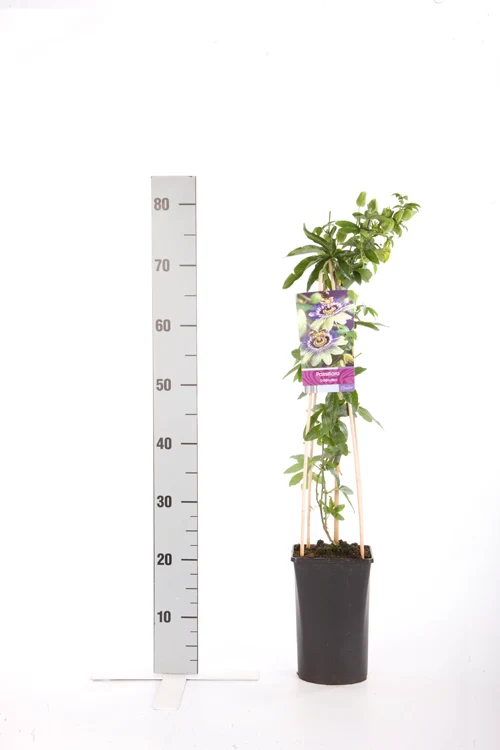 Passiflora caerulea C2,5 (2,5 liters kruka) 70 cm