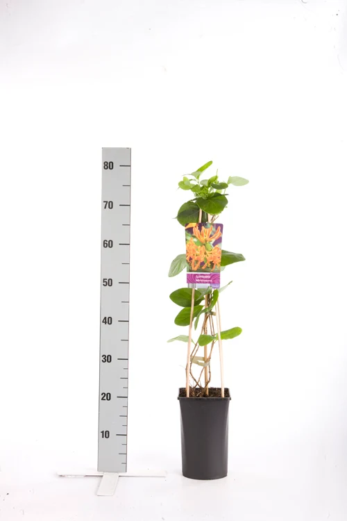 Lonicera tellmanniana C2,5 (2,5 liters kruka) 70 cm
