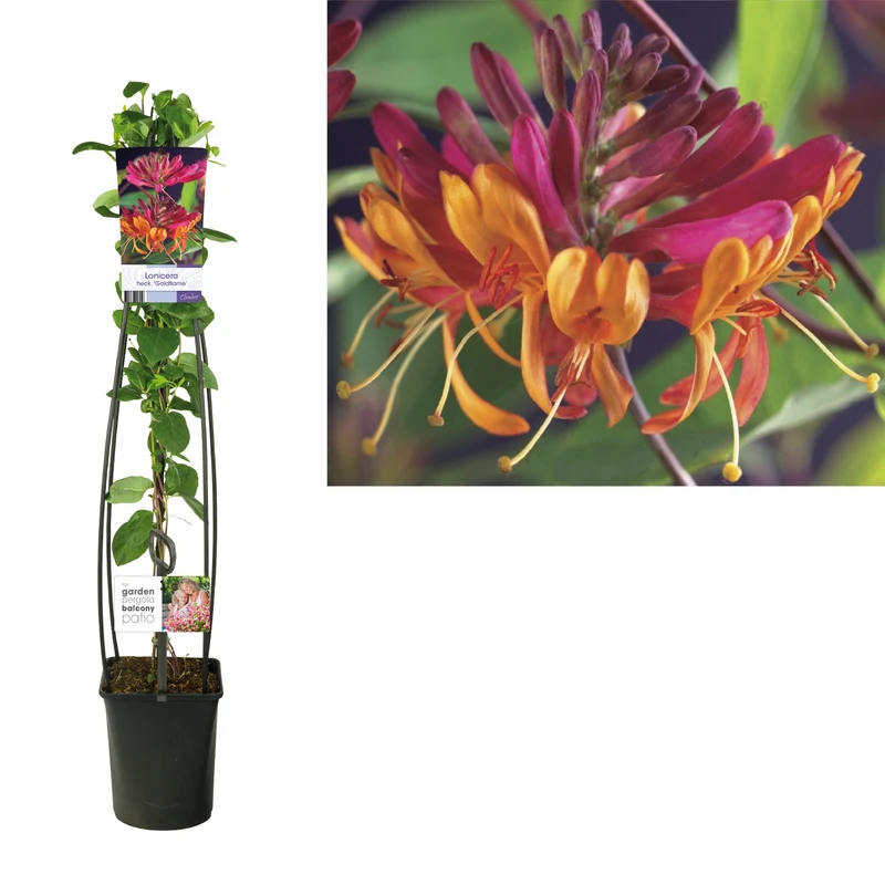Lonicera heckr. 'Goldflame' 120 cm, C5 (5 liters kruka)