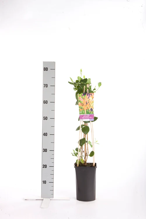 Lonicera heckr. 'American Beauty' C2,5 (2,5 liters kruka) 70 cm