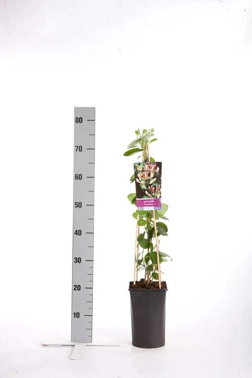 Lonicera caprifolium C2,5 (2,5 liters kruka) 70 cm