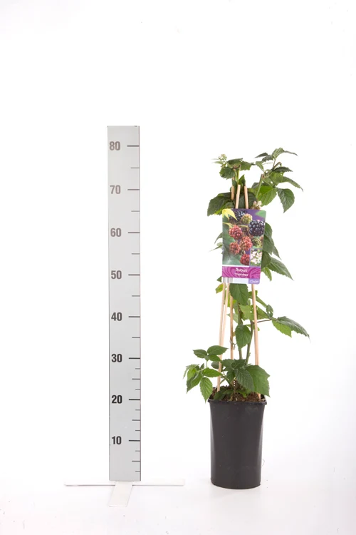Jasminum nudiflorum C2,5 (2,5 liters kruka) 70 cm