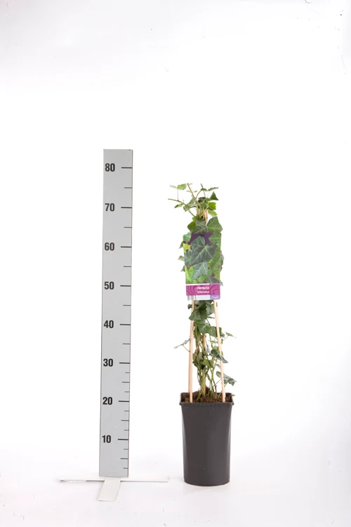 Hedera hibernica 70 cm C2,5 (2,5 liters kruka)