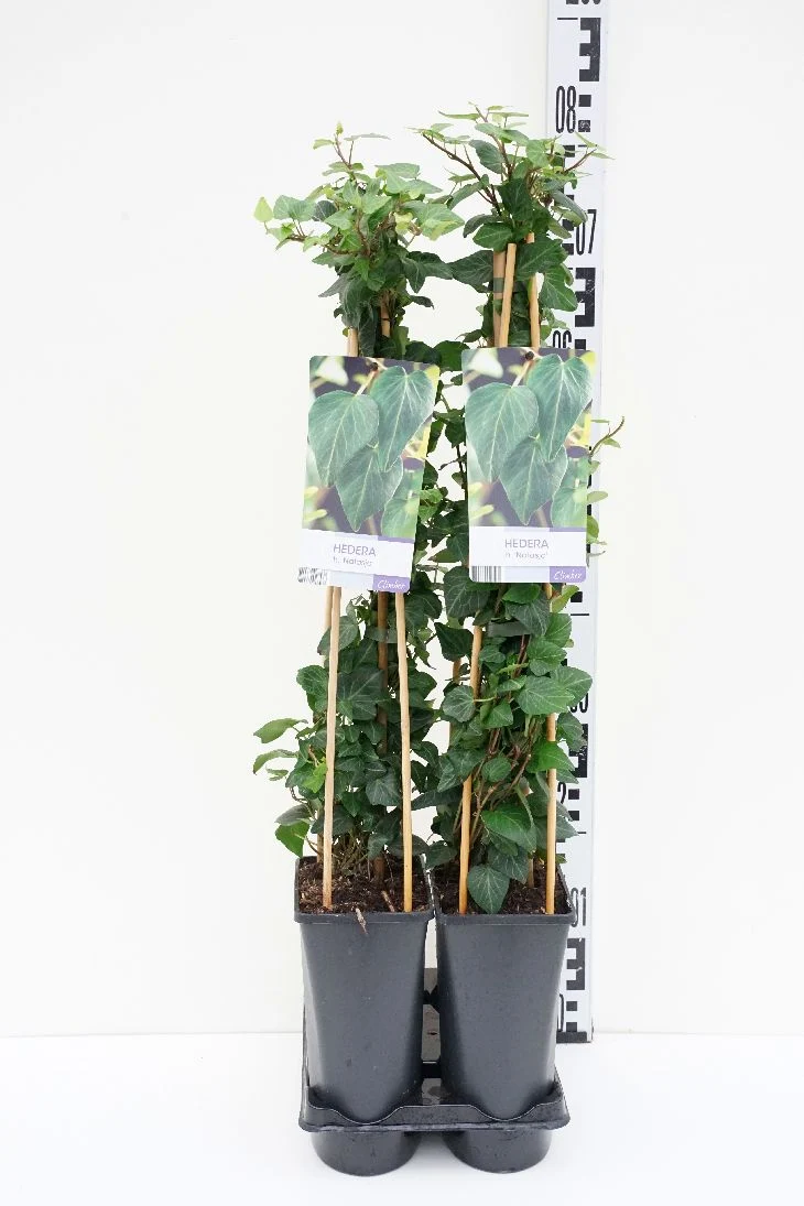 Hedera helix 'Natasja' C2,5 (2,5 liters kruka) 70 cm