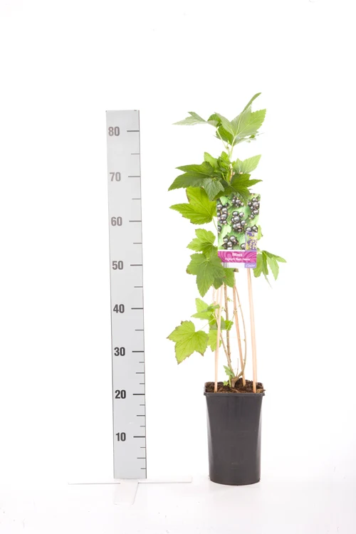 Ribes nigrum 'Ben Nevis' C2,5 (2,5 liters kruka) 70 cm