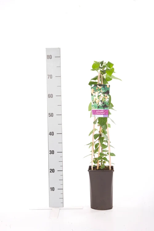 Lonicera jap. 'Hall's Prolific' C2,5 (2,5 liters kruka) 70 cm