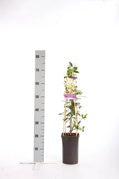 Trachelospermum jasminoides C2,5 (2,5 liters kruka) 70 cm