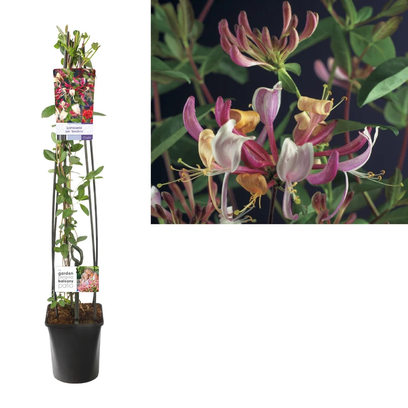 Lonicera per. 'Serotina' C5 (5 liters kruka) 120 cm