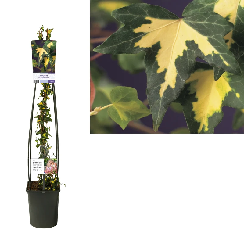 Hedera helix 'Goldheart' C5 (5 liters kruka) 120 cm