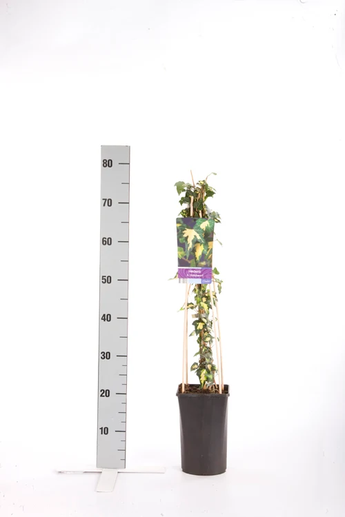 Hedera helix 'Goldheart' C2,5 (2,5 liters kruka) 70 cm