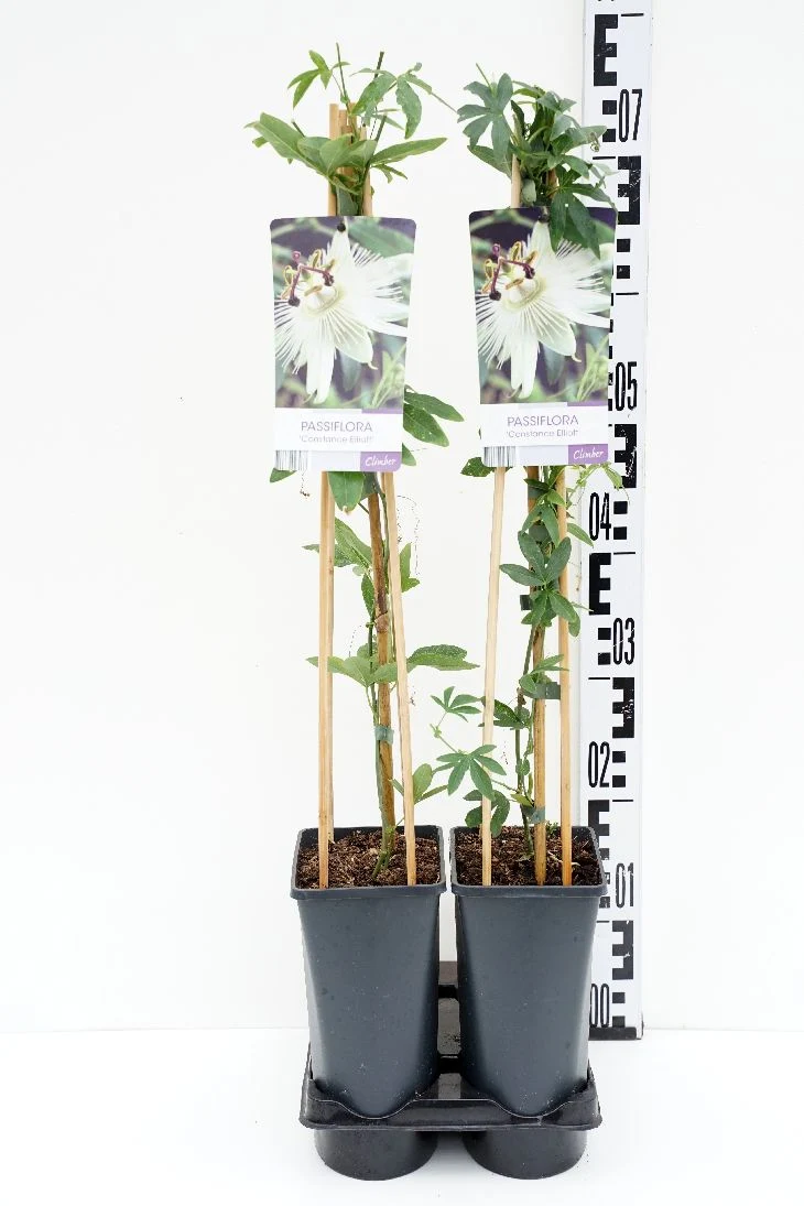 Passiflora c. 'Constance Elliott' C2,5 (2,5 liters kruka) 70 cm