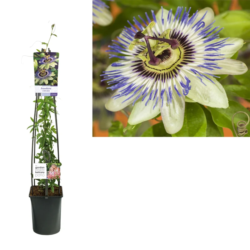 Passiflora caerulea C5 (5 liters kruka) 120 cm