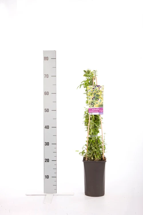 Euonymus fort. 'Emerald 'n 'Gold' C2,5 (2,5 liters kruka) 70 cm