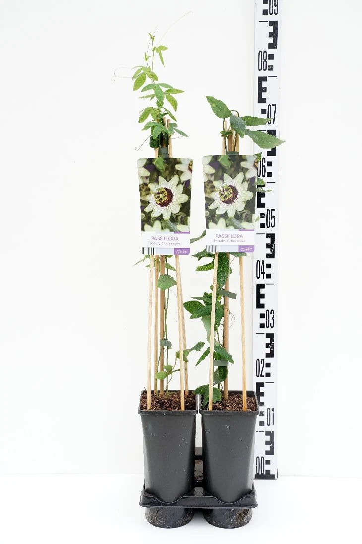 Passiflora 'Beauty of Hannover' C2,5 (2,5 liters kruka) 70 cm