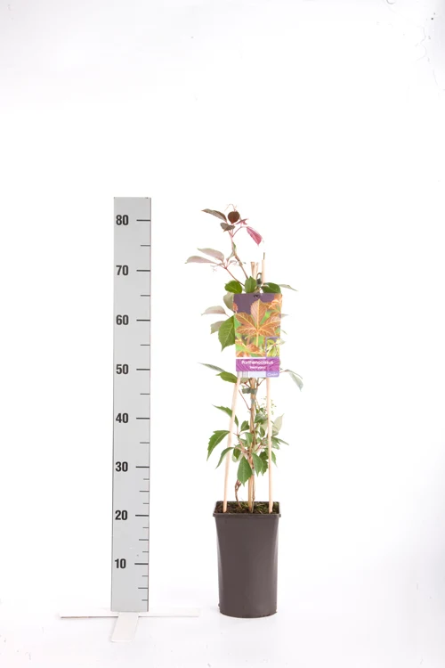 Parthenocissus henryana C2,5 (2,5 liters kruka) 70 cm