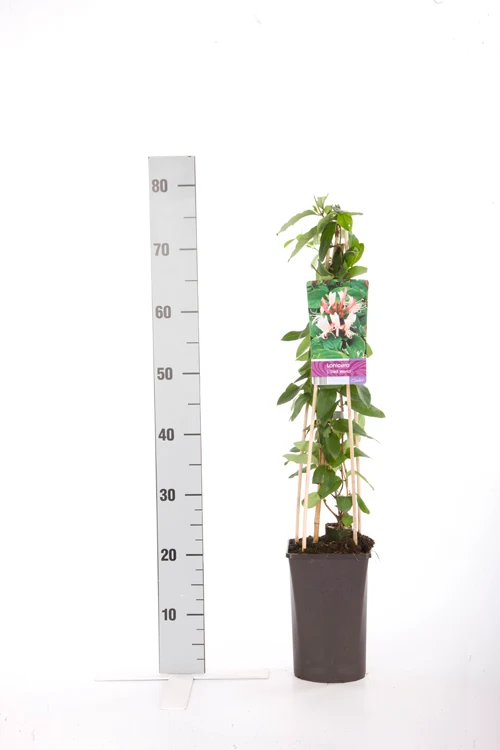 Lonicera jap. 'Red World' C2,5 (2,5 liters kruka) 70 cm