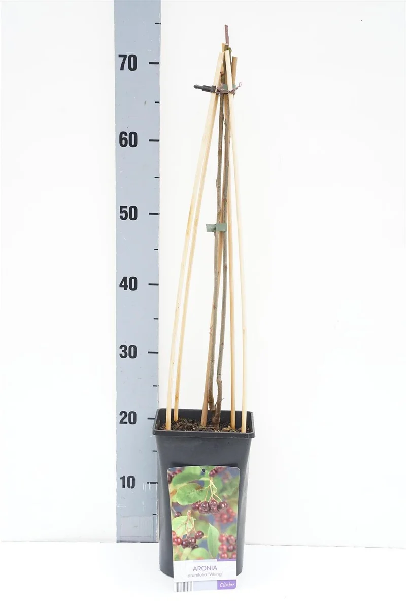Aronia prun. 'Viking' C2,5 (2,5 liters kruka) 70 cm
