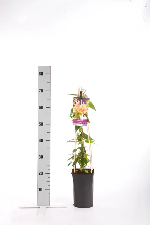 Lonicera henryi C2,5 (2,5 liters kruka) 70 cm