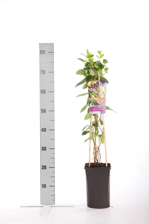 Lonicera periclymenum C2,5 (2,5 liters kruka) 70 cm