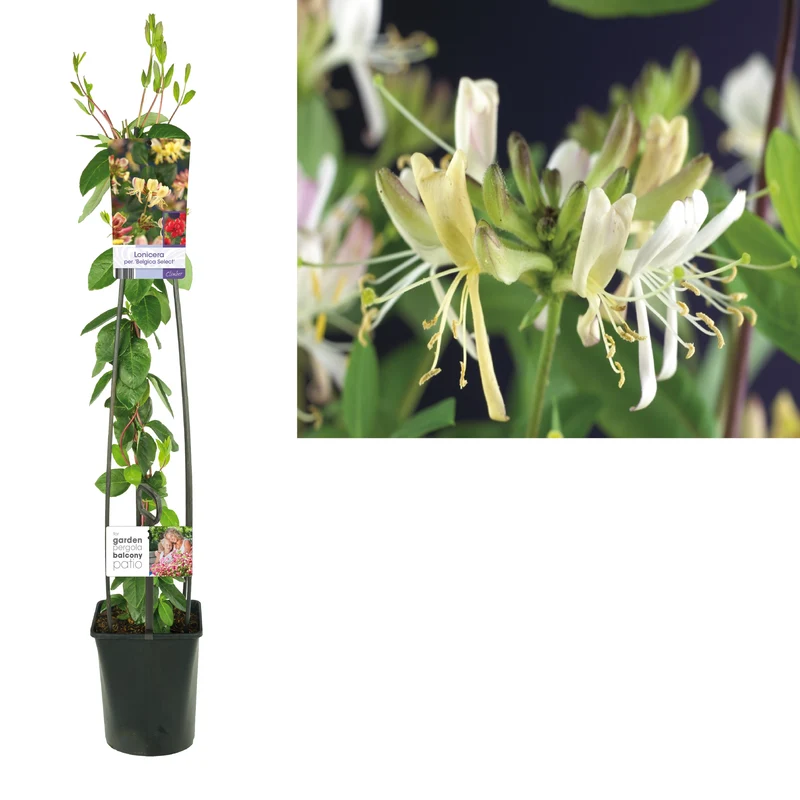 Lonicera per. 'Belgica Select' C5 (5 liters kruka) 120 cm