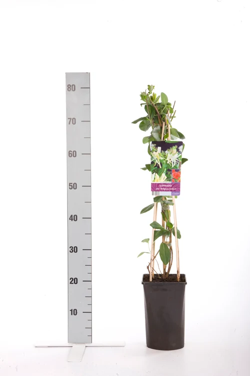 Lonicera per. 'Belgica Select' C2,5 (2,5 liters kruka) 70 cm