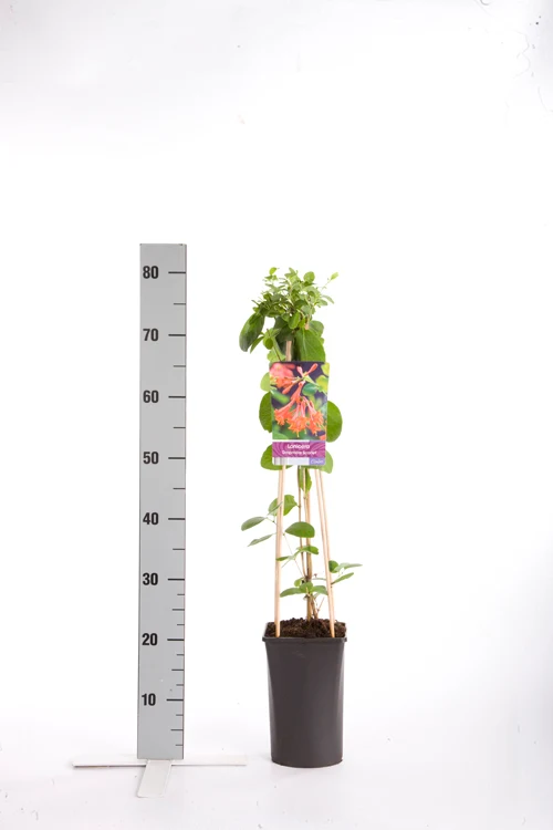 Lonicera brow. 'Dropmore Scarlet' C2,5 (2,5 liters kruka) 70 cm