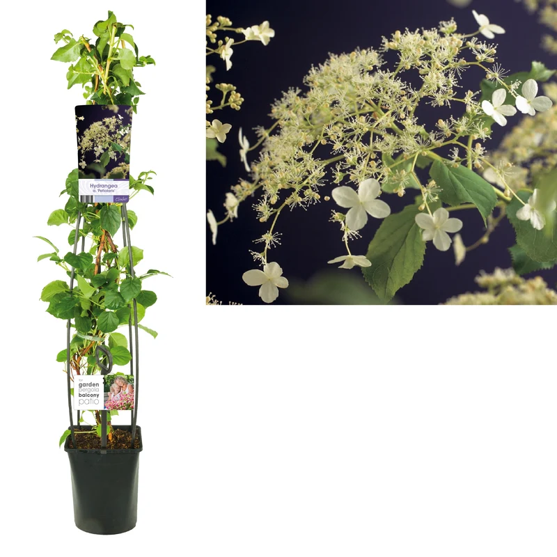 Hydrangea anomala petiolaris C5 (5 liters kruka) 120 cm
