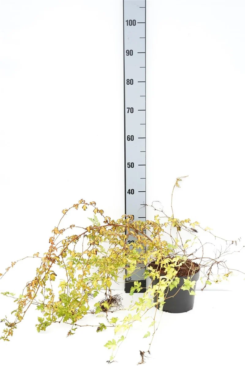 Stephanandra incisa 'Crispa' C3 (3 liters kruka / 19 cm kruka) 30-35 cm