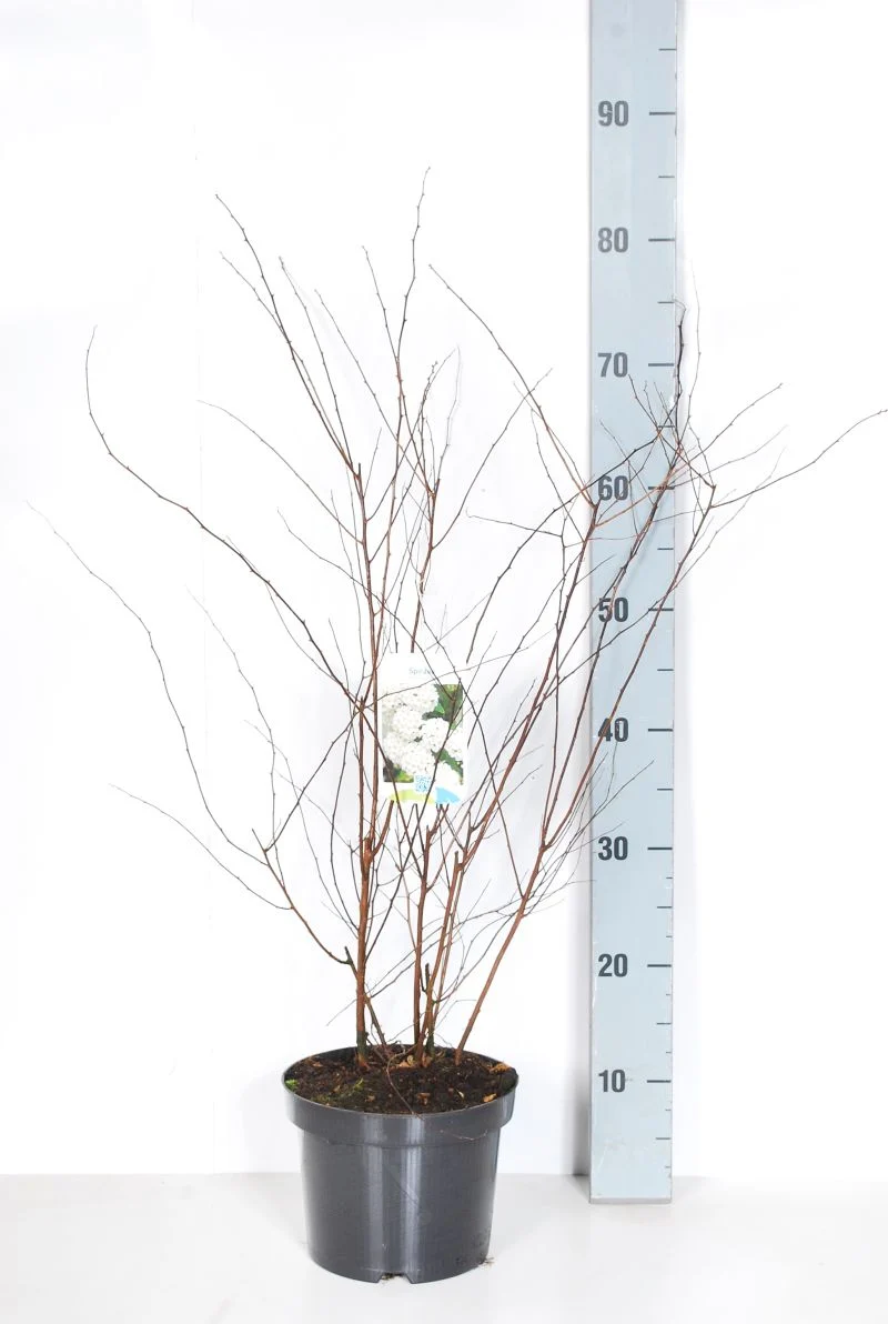 Spiraea vanhouttei C3 (3 liters kruka) / 19 cm kruka 40-50 cm
