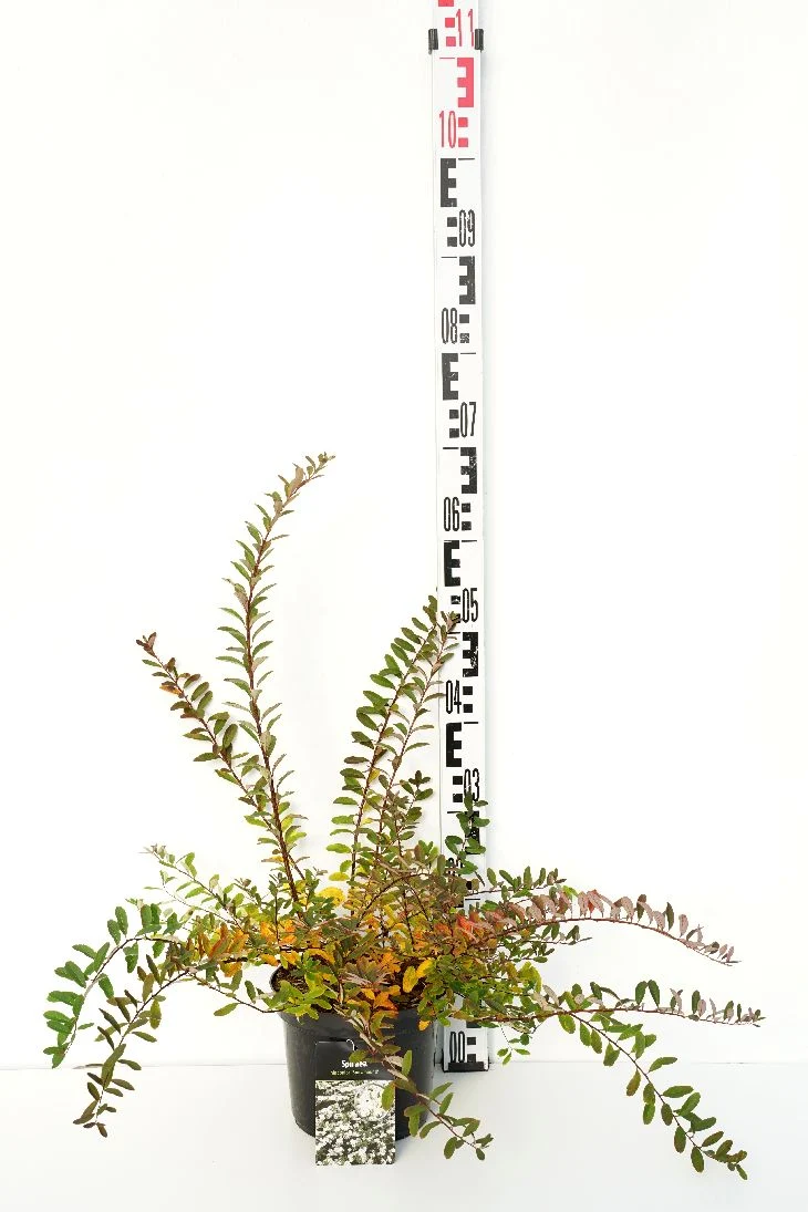 Spiraea nipp. 'Snowmound' C3 (3 liters kruka) 30-40 cm