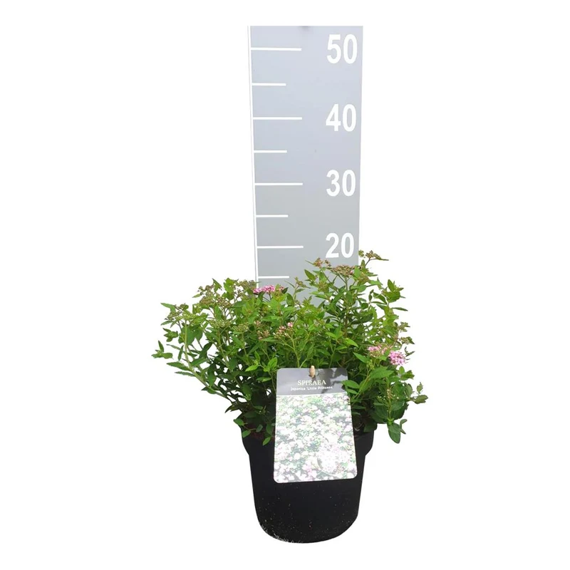 Spiraea jap. 'Little Princess' C3 (3 liters kruka) 30-35 cm