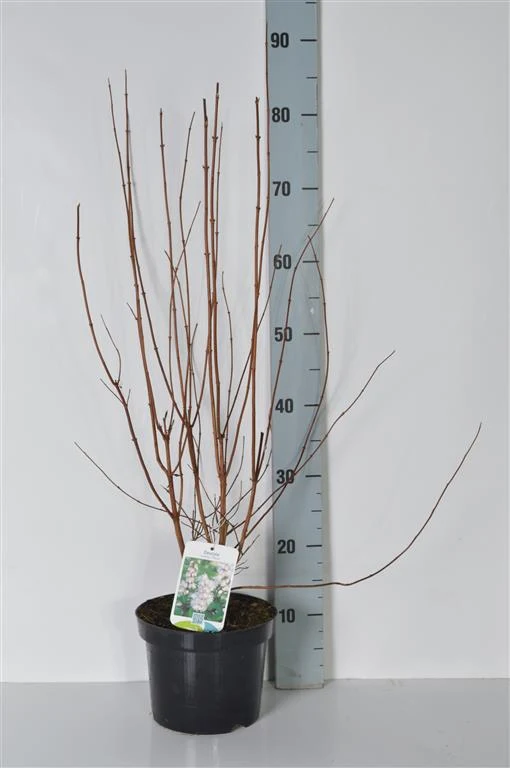 Deutzia scabra 'Plena' C3 (3 liters kruka) / 19 cm kruka 40-50 cm