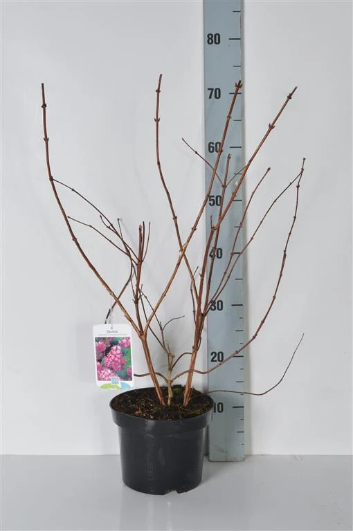 Deutzia hybrida 'Strawberry Fields' C3 (3 liters kruka) 40-50 cm