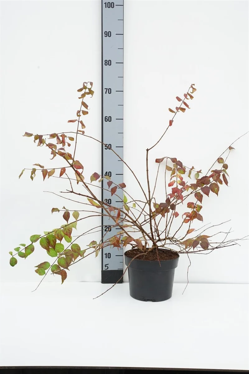 Kolkwitzia amabilis C3 (3 liters kruka) / 19 cm kruka 40-50 cm