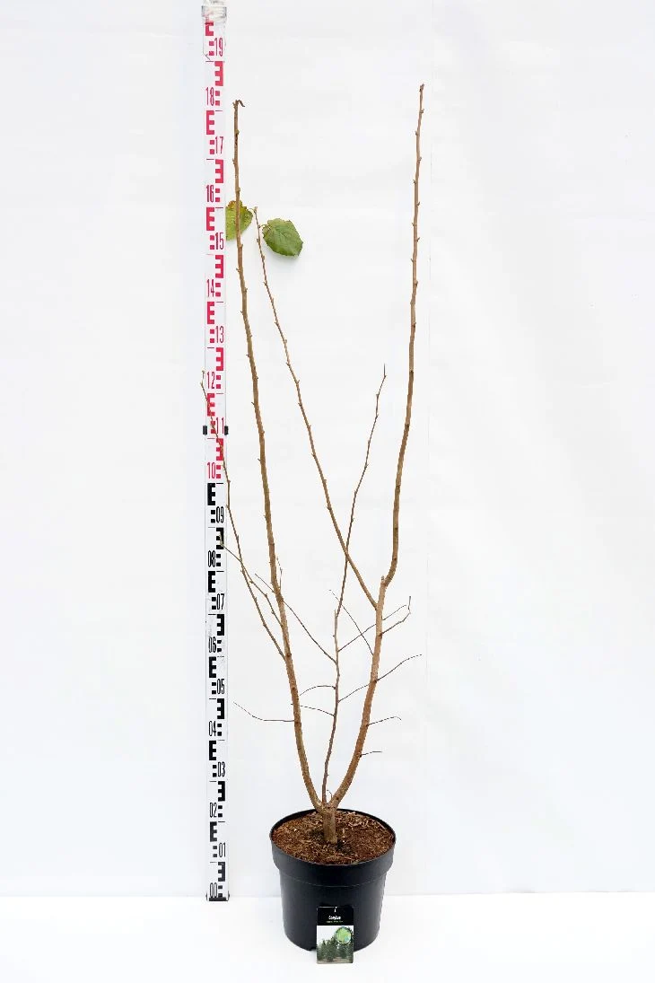 Corylus 'Webb's Prize Cob' C7,5 (7,5 liters kruka) 125-150 cm