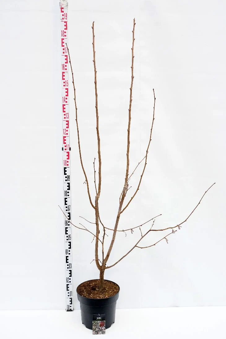 Corylus 'Rode Zellernoot' C7,5 (7,5 liters kruka) 125-150 cm