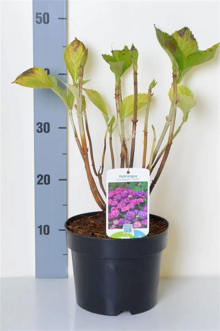 Hydrangea m. 'Masja' C3 (3 liters kruka) 30-35 cm