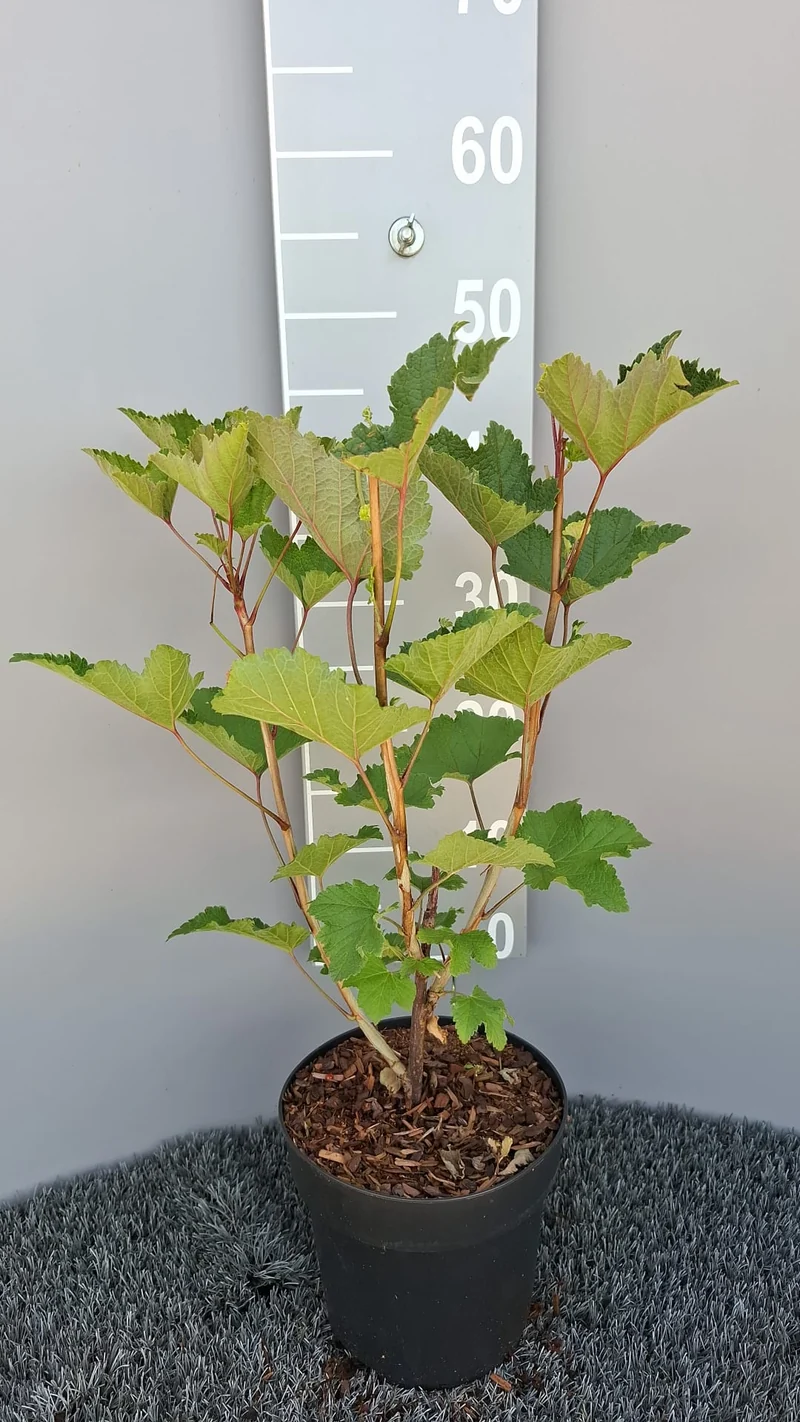 Ribes rubrum 'Primus' 40-50 cm, C3 (3 liters kruka)