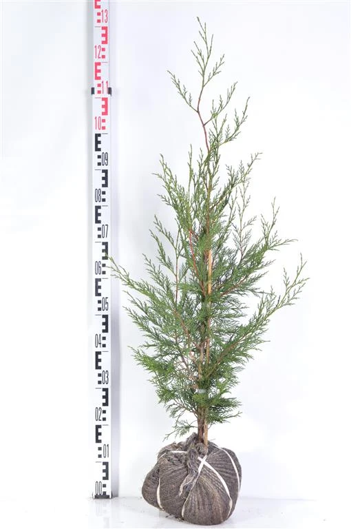 Cupressocyparis l. '2001' 60-80 cm rotklump
