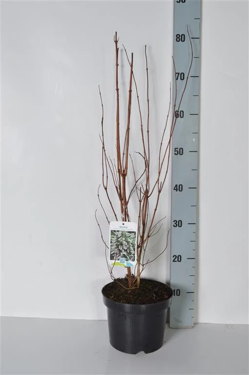Deutzia cren. 'Pride of Rochester' 40-50 cm, C3 (3 liters kruka)