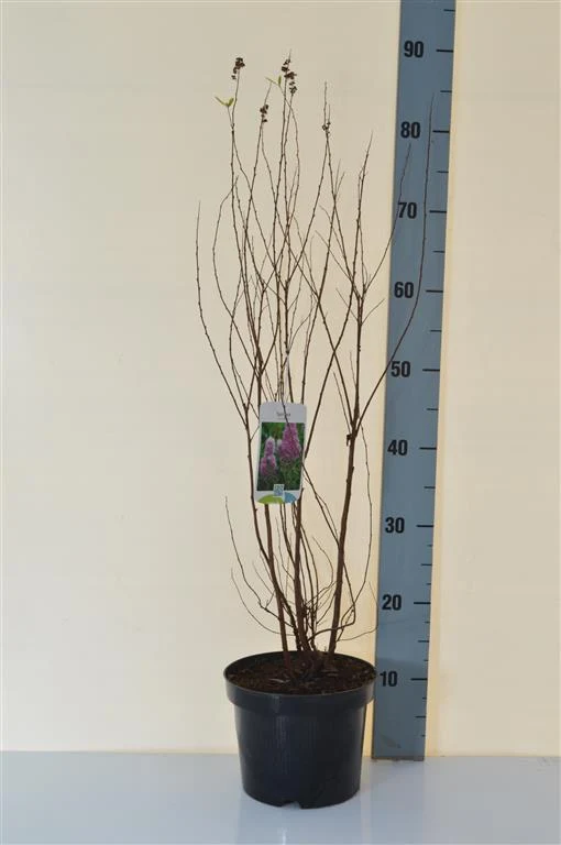 Spiraea billardii C3 (3 liters kruka) 40-50 cm