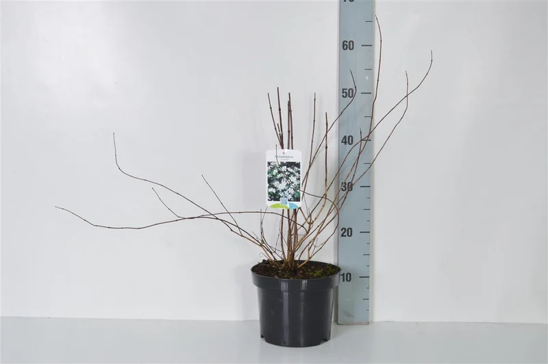 Philadelphus 'Lemoinei' 40-50 cm, C3 (3 liters kruka) / 19 cm kruka