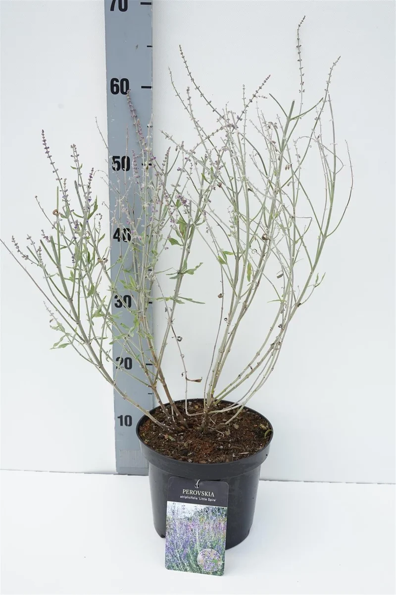 Perovskia atripl. 'Little Spire' C3 (3 liters kruka) 40-50 cm