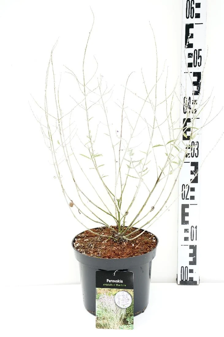 Perovskia 'Blue Spire' C3 (3 liters kruka) 40-50 cm