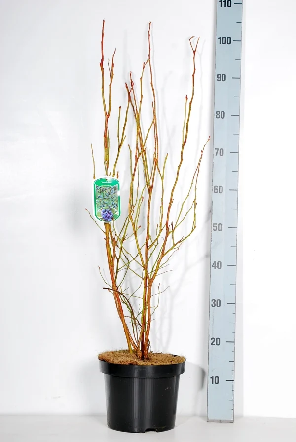 Vaccinium cor. 'Goldtraube 71' C5 (5 liters kruka) 50-60 cm