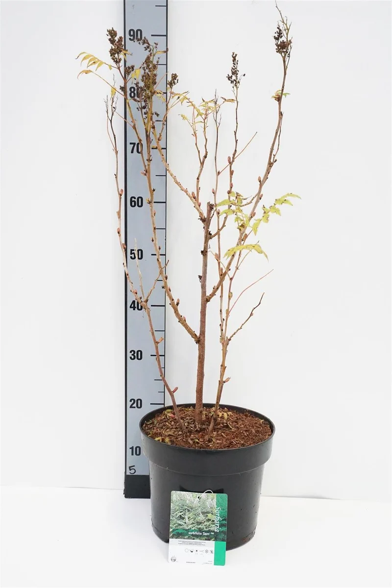 Sorbaria sorbifolia 'Sem' C7,5 (7,5 liters kruka) 50-60 cm