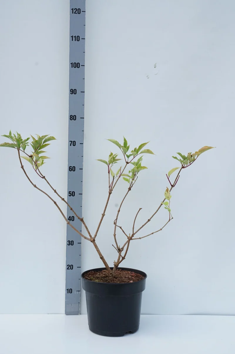 Sambucus nigra 'Haidegg 17' C7,5 (7,5 liters kruka) 60-80 cm